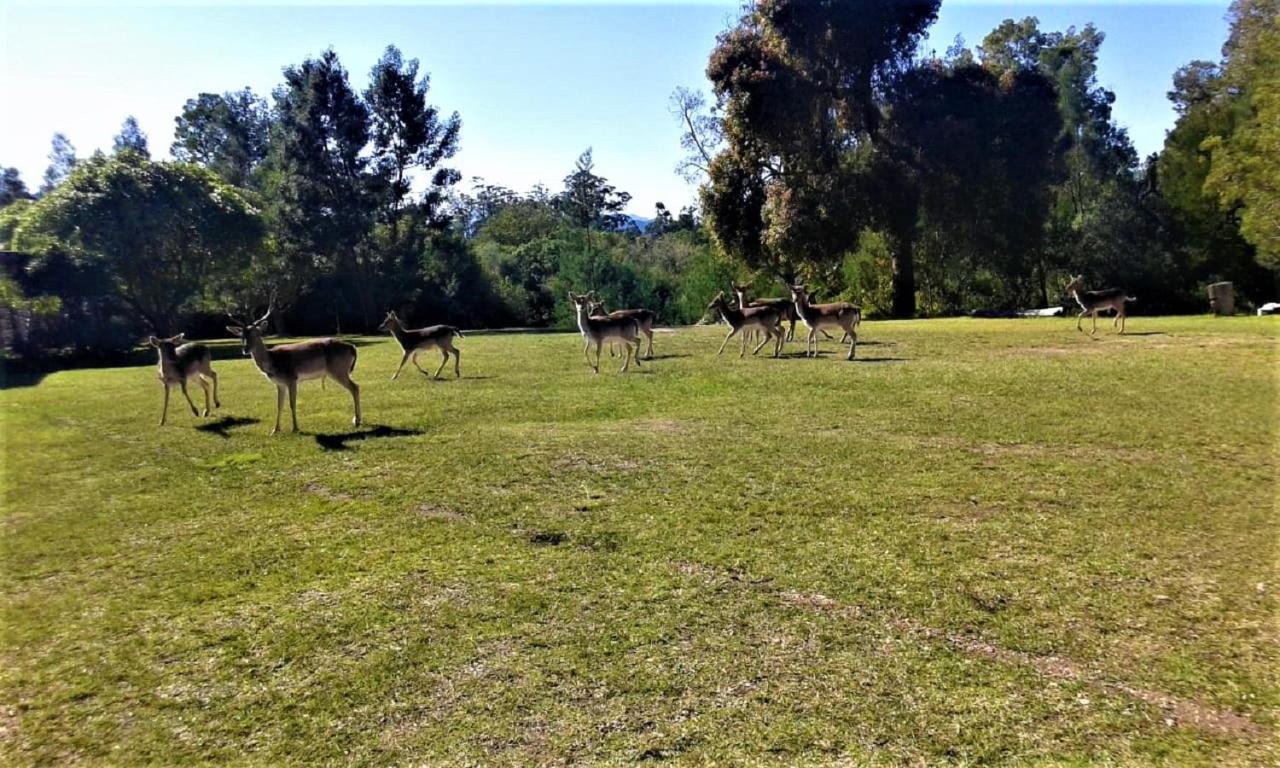 The Crags Green Hills Forest Lodge מראה חיצוני תמונה